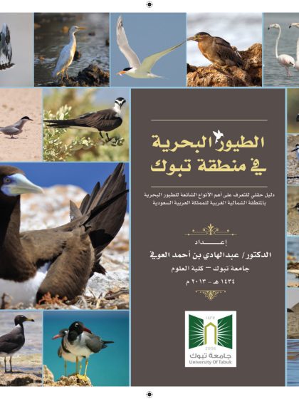 الطيور البحرية في منطقة تبوك