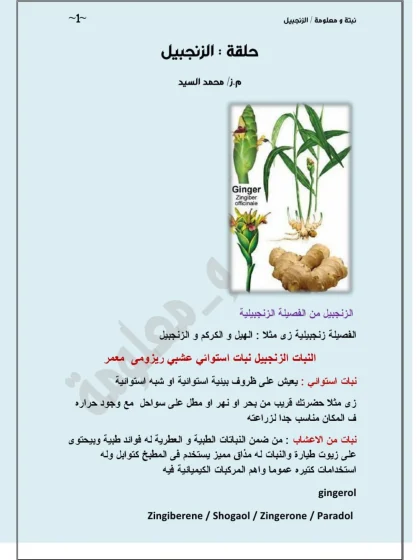 زراعة الزنجبيل فى المنزل او الحديقة المنزلية